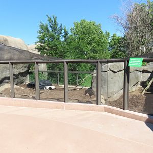 Aardvark Exhibit - Kopje Renovation