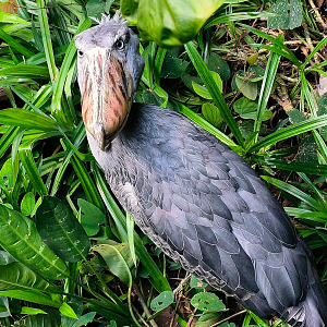 Shoebill (Balaeniceps rex)