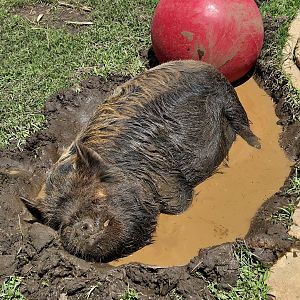 Kunekune Pig-Greenville Zoo