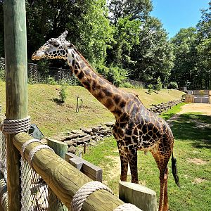 Masai Giraffe  - Greenville Zoo