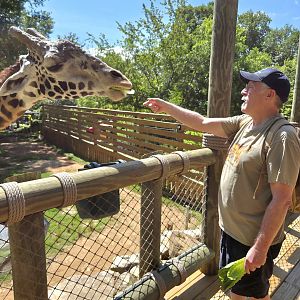 Masai Giraffe-Greenville Zoo