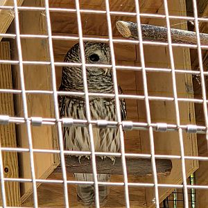 Barred Owl - Greenville Zoo