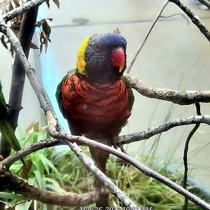 Rainbow Lorikeet  - Riverbanks Zoo