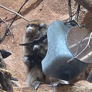 Bolivian Gray Titi Monkey  - Riverbanks Zoo