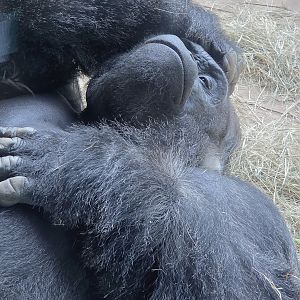 Western Lowland Gorilla  - Riverbanks Zoo