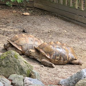 African Spurred Tortoise - Riverbanks Zoo