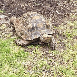 Burmese Black Mountain Tortoise - Riverbanks Zoo