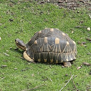 Radiated Tortoise - Riverbanks Zoo