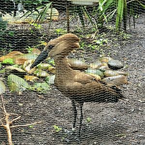Hamerkop-Riverbanks Zoo