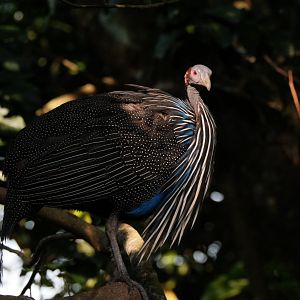 Vulturine Guineafowl (Acryllium vulturinum)