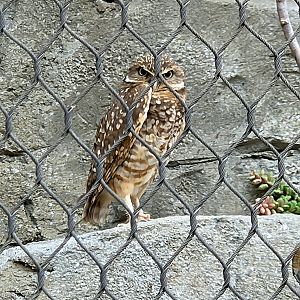 Burrowing Owl - Riverbanks Zoo