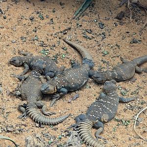 Uromastyx Lizards  - Riverbanks Zoo