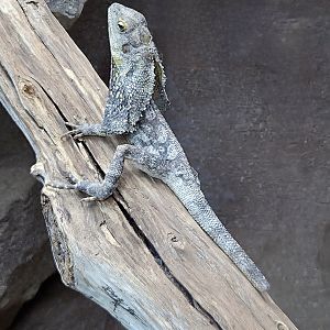 Frilled Lizard  - Riverbanks Zoo