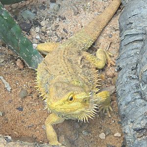 Bearded Dragon  - Riverbanks Zoo