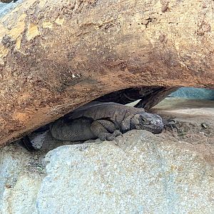 Common Chuckwalla  - Riverbanks Zoo