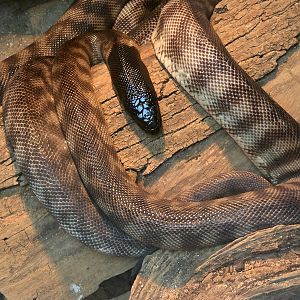 Black-Headed Python  - Riverbanks Zoo