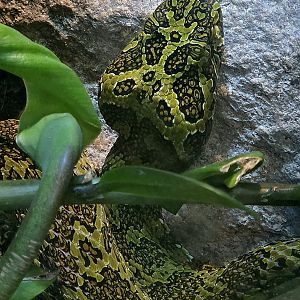 Mangshan Mountain Viper  - Riverbanks Zoo