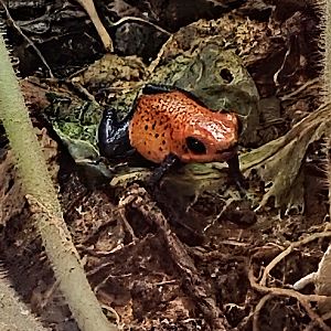 Strawberry Poison Dart Frog  - Riverbanks Zoo