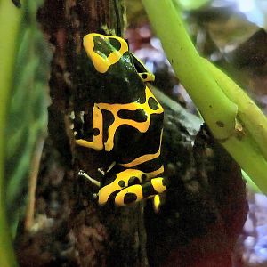 Yellow-Banded Dart Frog  - Riverbanks Zoo