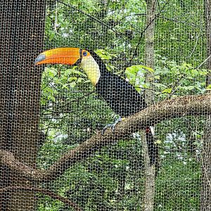 Toco Toucan  - Riverbanks Zoo