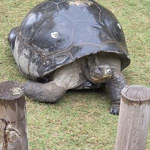 Galapagos Tortoise  - Riverbanks Zoo