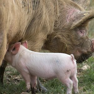 Middle White Sow, ZSL Whipsnade, UK