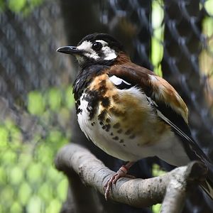 Chestnut-Backed Ground Thrush (Geokichla dohertyi)