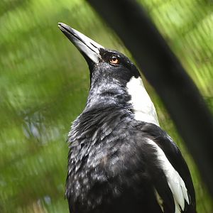 White-Backed Magpie (Gymnorhina tibicen hypoleuca)