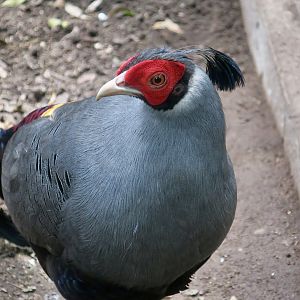 Siamese Fireback (Lophura diardi) male
