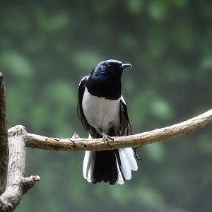 Oriental Magpie-Robin (Copsychus saularis) male