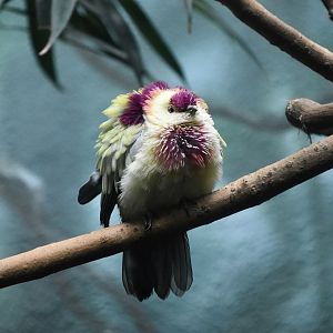 Many-Colored Fruit Dove (Ptilinopus perousii) male