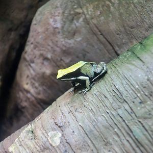 Green Mantella (Mantella viridis)