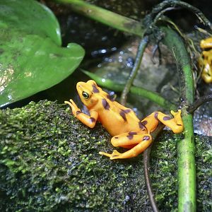 Panamanian Golden Frog (Atelopus zeteki)