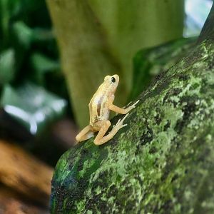 Kihansi Spray Toad (Nectophrynoides asperginis)