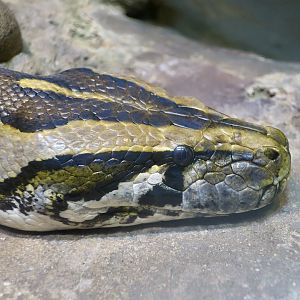 Burmese Python (Python bivittatus)