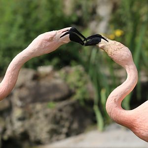 Chilean Flamingos Disagreeing