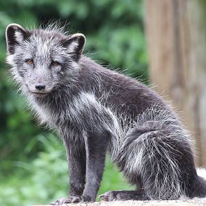 Arctic Fox
