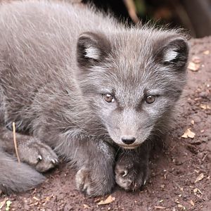 Arctic Fox Kit