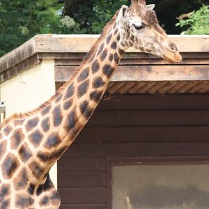 Rothschild's Giraffe