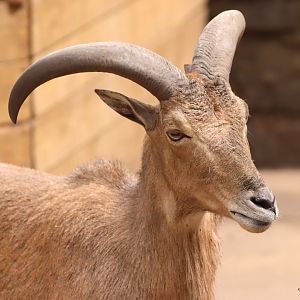 Barbary Sheep
