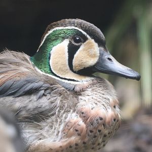 Baikal Teal
