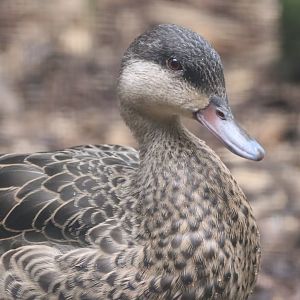 Red-billed Teal