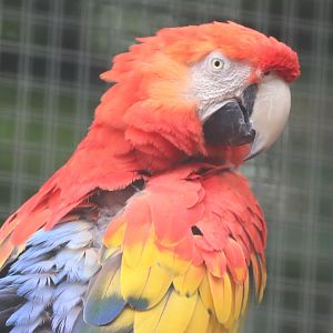Scarlet Macaw