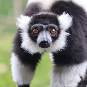 Black-and-White Ruffed Lemur
