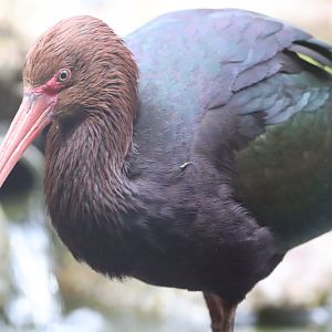 Puna Ibis