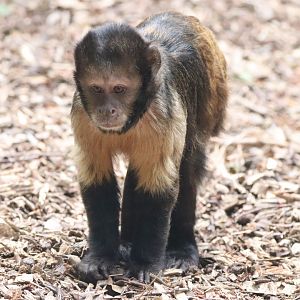 Yellow-breasted Capuchin