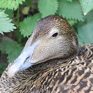 Common Eider, female