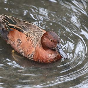 Cinnamon Teal