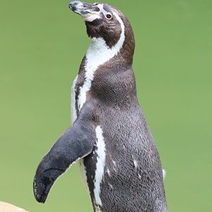 Humboldt Penguin