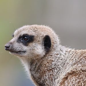 Meerkat